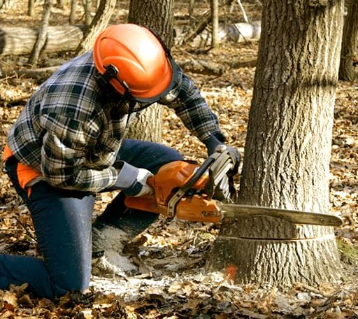 Tree Removal in Hollandale, MS